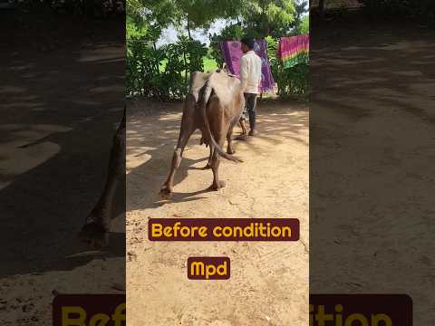 MPD #shorts #animals