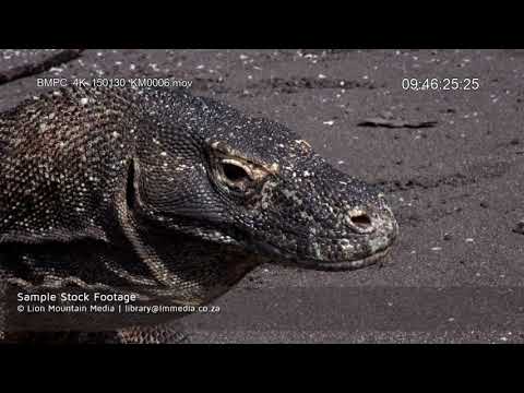 Varan komodský (Varanus komodoensis) — HD zábery z prírody