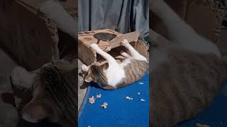 Download lagu 1 Maret 2026 mp3