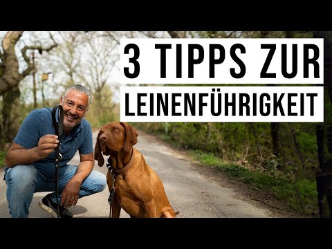 A harmonious walk with your dog! ❤️ 3 tips to help you with #leashwalking...