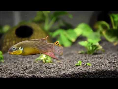 Pelvicachromis taeniatus Kienke