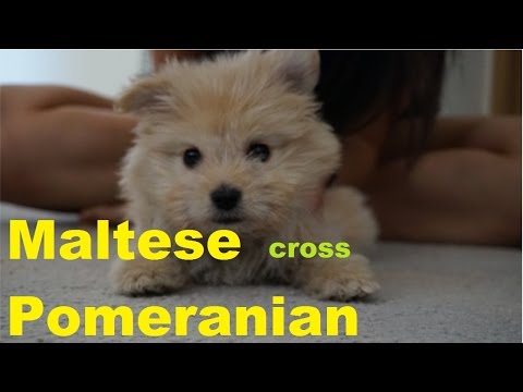 download lagu mp3 mp4 Pomeranian And Maltese, download lagu Pomeranian And Maltese gratis, unduh video klip Pomeranian And Maltese