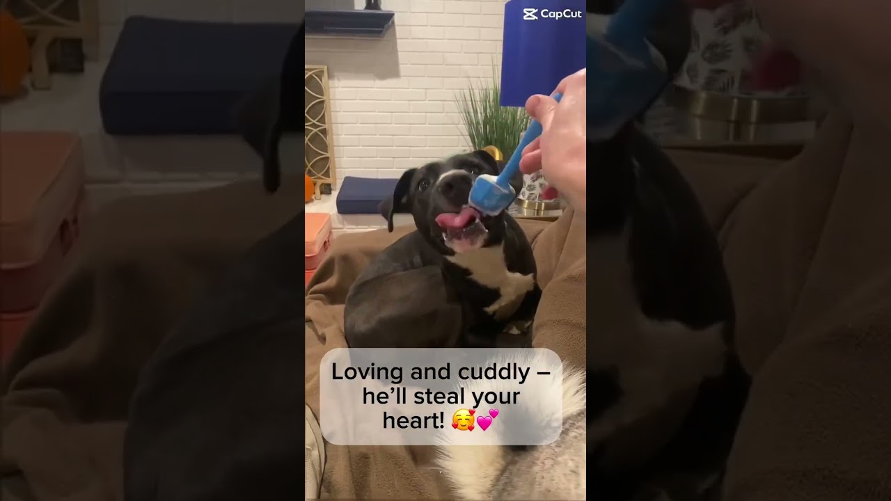 Enlarge Rambo, a Adoptable mixed breed in Bartlett, TN video 6/6