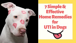 7 Simple & Effective Home Remedies for UTI in Dogs