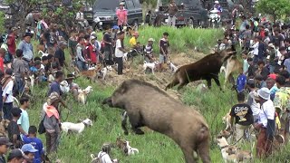 Download lagu AMAZING !!! AKHIRNYA HAMA B4B1 HUTAN INI BERHAMBURAN KELUAR SARANG DAN MEMBUAT BANYAK MAKAN KORB4N mp3 Download lagu AMAZING !!! AKHIRNYA HAMA B4B1 HUTAN INI BERHAMBURAN KELUAR SARANG DAN MEMBUAT BANYAK MAKAN KORB4N mp3