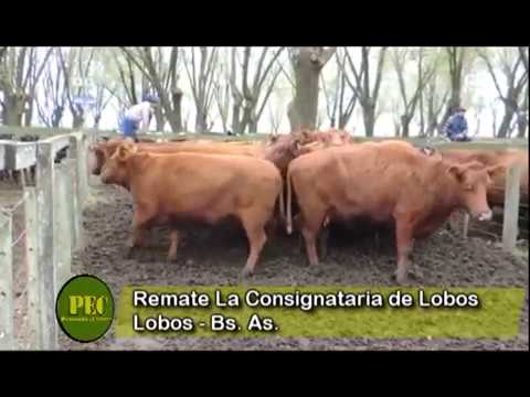 PENSANDO EL CAMPO TV 14 JULIO 2017