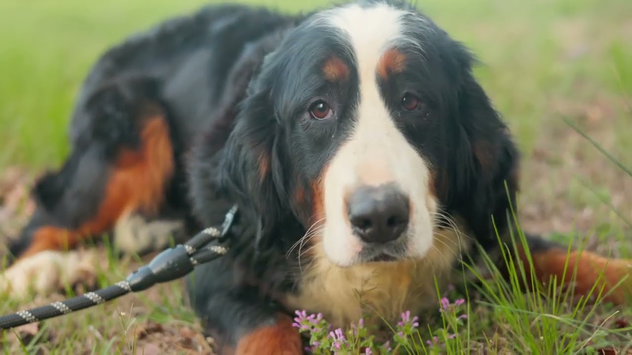Enlarge Bernadette-Transport, an adopted Bernese Mountain Dog in Wilmington, OH video 6/6