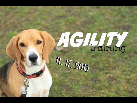 Agility training - 17. 11. 2015 [Málkov]