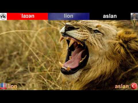Lion - Aslan  | English-Turkish Video Dictionary  |  İngilizce-Türkçe Video Sözlük