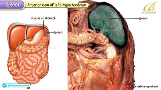 Gross Anatomy of Spleen | Cadaveric Anatomy for USMLE Step 1