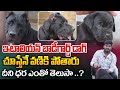 ఇటాలియన్ బాడీగార్డ్ డాగ్ Italian Bodyguard Dog Can Cores