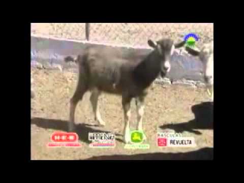 Granja San Pablo   Panorama Agropecuario 1