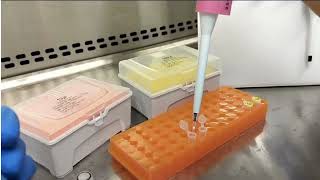 HTBM026 -  HiPer® Restriction Fragment Length Polymorphism (RFLP) Teaching Kit