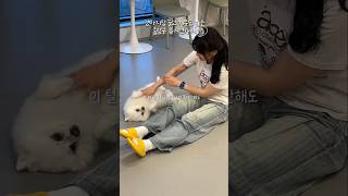 놀면서 기부도 되는 서울 유기견 카페! #다시사랑하개 #서울카페