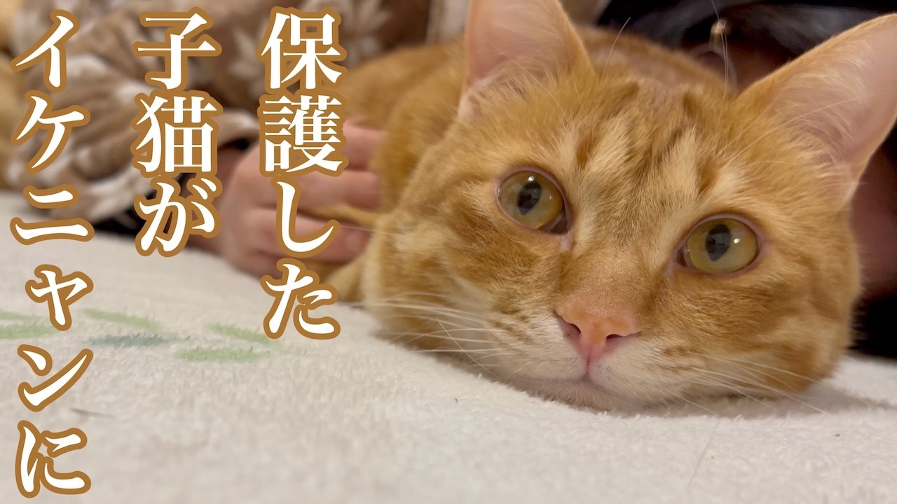保護した子猫が優しいイケニャンに成長