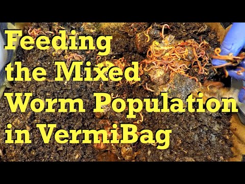 120-day mixed worm bag fed after 10 days - vermicompost