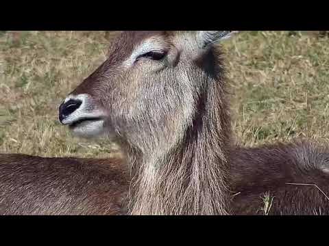 Djuma: Waterbuck females and two calves and Impala ram-Pt:3 - 09:52 - 06/03/21