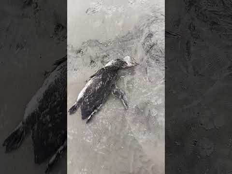 pinguim 🐧 encontrado morto 😢ilha comprida sp.