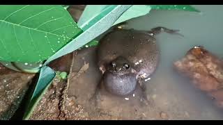 Download lagu suara kodok di musim hujan FULL 1 JAM atau  di sebut kodok blentung suara enak untuk pengantar tidur mp3