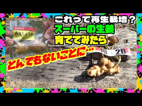 生姜の栽培: これがスーパーチューバーを自分で栽培する方法です 植物