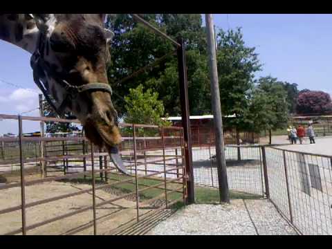 Have you ever seen a giraffe eat a carrot?