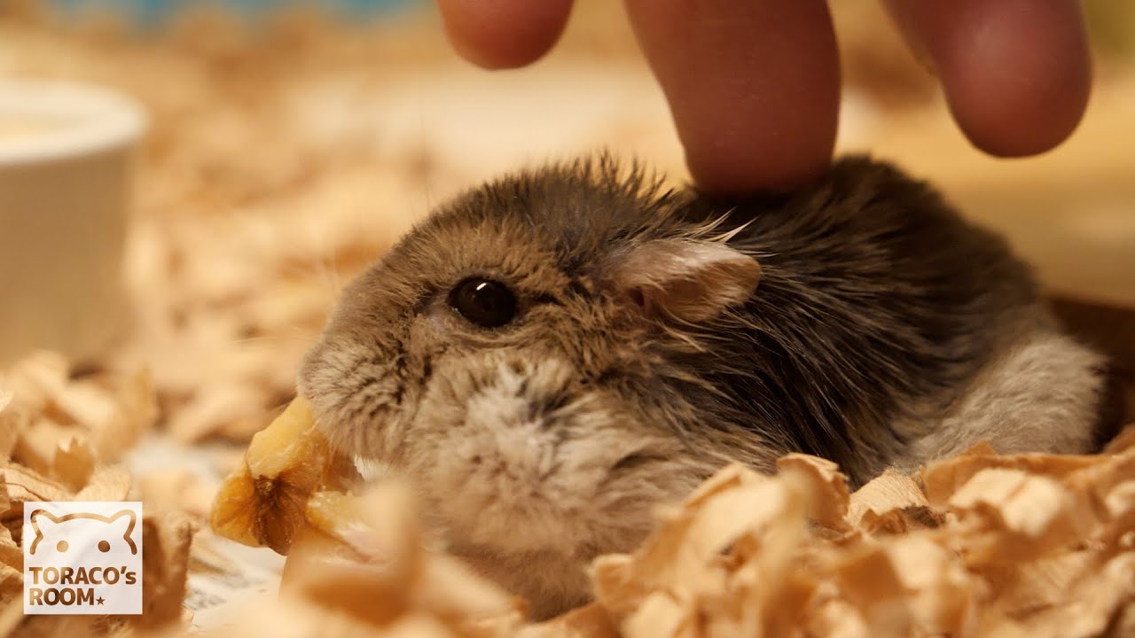 ふるさと納税で大量のナッツをもらったのでハムスターの皆さんと山分けした。【ハムスター】/Hamsters got a lot of nuts.