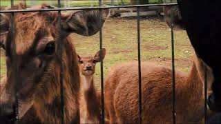 Download lagu A Day in My Life: Magang di PIAT UGM 2026 | Smart Livestock (Mini Zoo & Peternakan) 🐐🌿 mp3