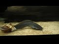 Clarias alluaudi Clarias alluaudi