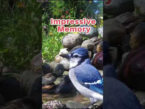 Smart Cachers: The Blue Jay's Food-Hiding Habits #shortvideo #nature #naturelovers