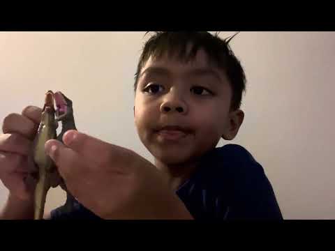 Spinosaurus unleashed! My Takara tomy dinosaur collection.