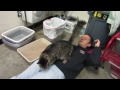 Sarah Is A Lap Cat Playful And Best As Your One And Only Cat Too Update ADOPTED