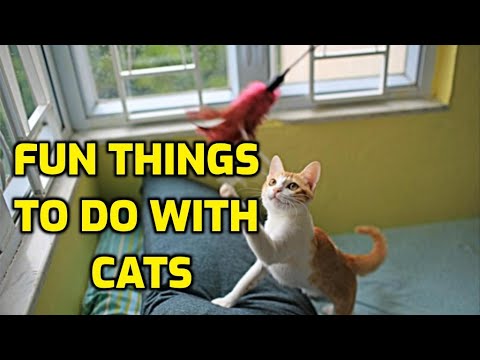 8 Ways To Play With A Cat Without Toys (Fun Games!)