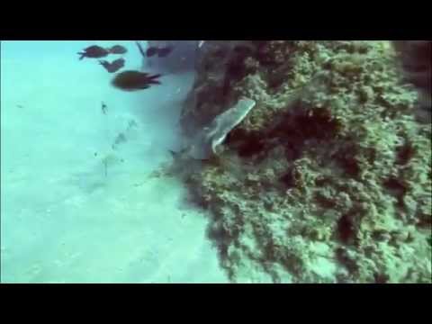 Electric Ray in Marina del Este Spain