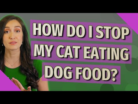 How do I stop my cat eating dog food?