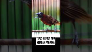 Download lagu TEPUS KEPALA ABU NEMBAK PANJANG #baladakicau #kicaumania #tepus #tepuskepalaabu mp3 Download lagu TEPUS KEPALA ABU NEMBAK PANJANG #baladakicau #kicaumania #tepus #tepuskepalaabu mp3