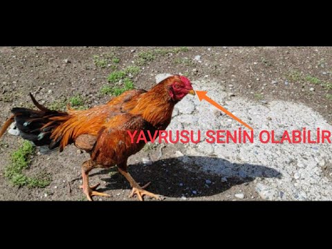 Turuncu Hint Horozu |Gurk tavuk kırdı|