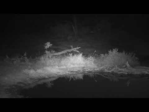 Djuma: Audio only of Hyenas and Lions  - 05:46 - 06/24/19