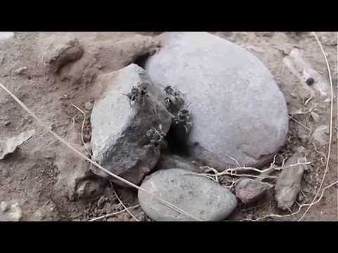 Native bees emerge from nest #1