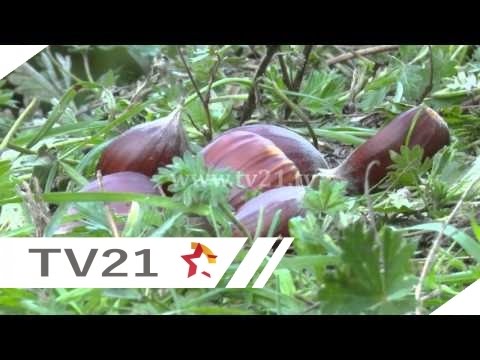 Fshatrat e Tetovës mbijetojnë me gështenjat e Brezës