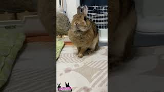 待機🐇