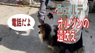 【シェルティ】オルソンの遠吠え【フランス田舎暮らし🇫🇷】#犬の散歩 #賢い犬 #犬のいる暮らし #シェルティ