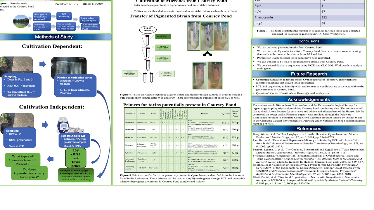 Do Cyanobacteria lurk in DE Ponds?