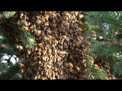 September Swarm, Oh Well Honey Bees do what they want to apparently