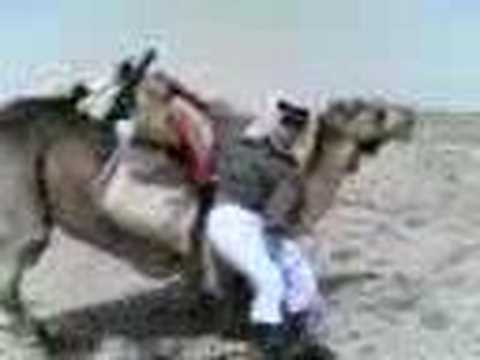 Camel rider