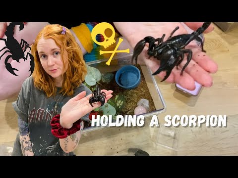How to handle a Scorpion! with demonstrations!