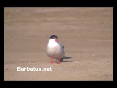 Charrán común ( Sterna hirundo ) cortejo
