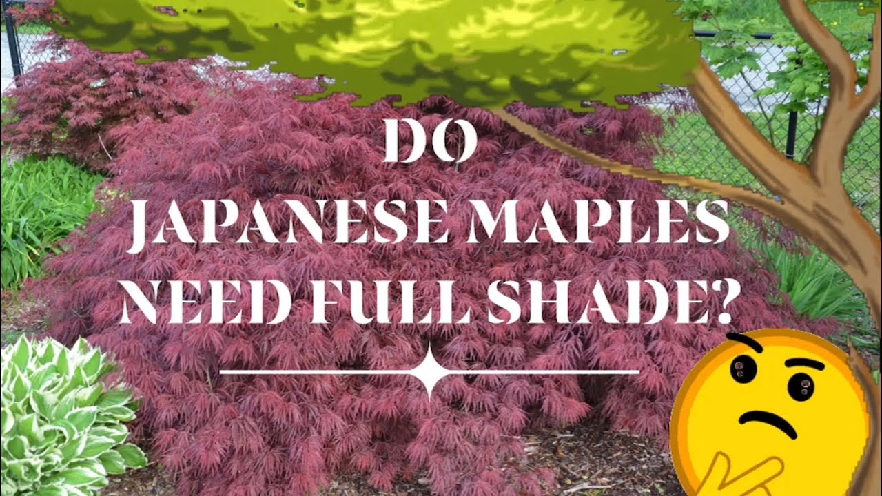 Do Japanese Maples Need Full Shade? - JAPANESE MAPLES