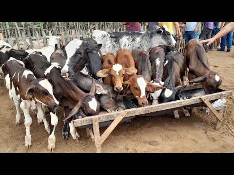Feira do Gado da Vila do jerimum Taquaritinga do Norte PE 01/03/2026