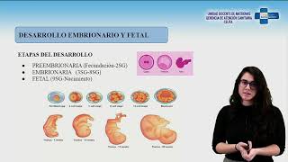 Desarrollo embrionario y fetal