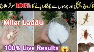 How To Get Rid Of Cockroaches , Lizards And Rats | کا کروچ چھپکلی اور چو ہے بھگانے کا آسان طریقہ